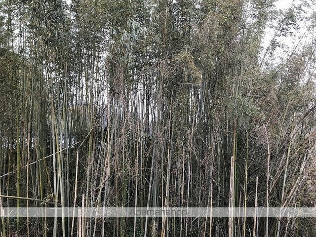 サニーパレス朝倉[1K/19.9m2]の共用部2