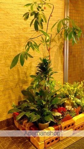 LA SHANTI 本川のその他写真