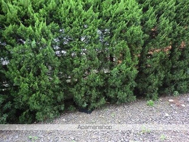 東京都小金井市貫井北町５丁目[1K/17m2]の庭