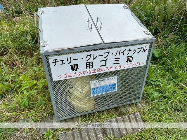 パイナップルのその他写真